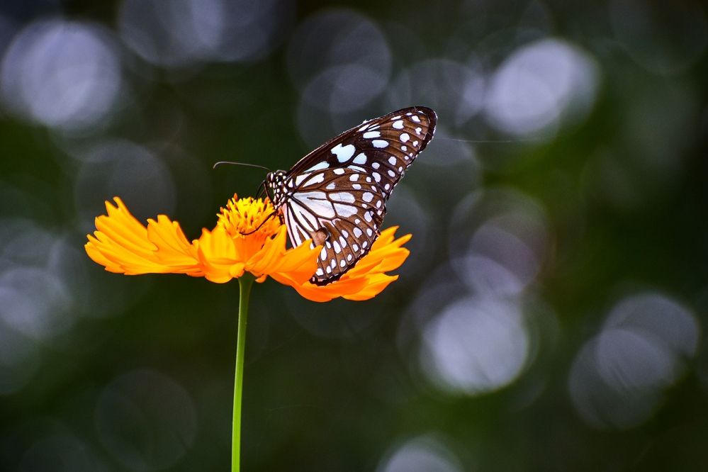Photograph by SAIKAT PAL