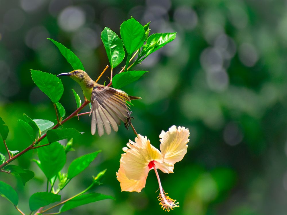 Photograph by SAIKAT PAL