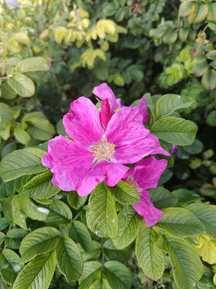 Photograph by Ксения Уварова