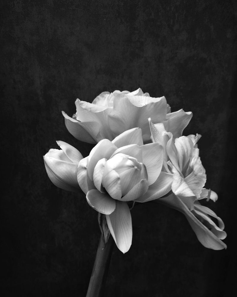 Photograph by Оксана Лоншакова