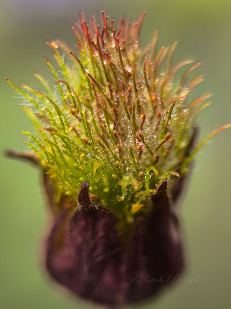 Фотография автора Марина Алексеевская