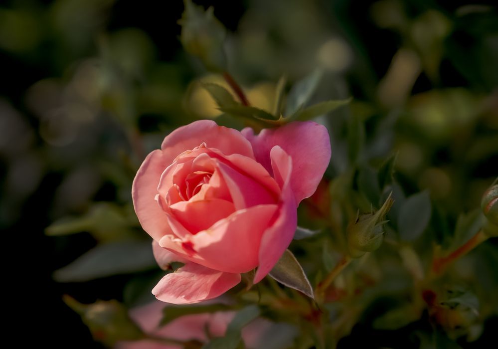 Photograph by Марина Суздаль