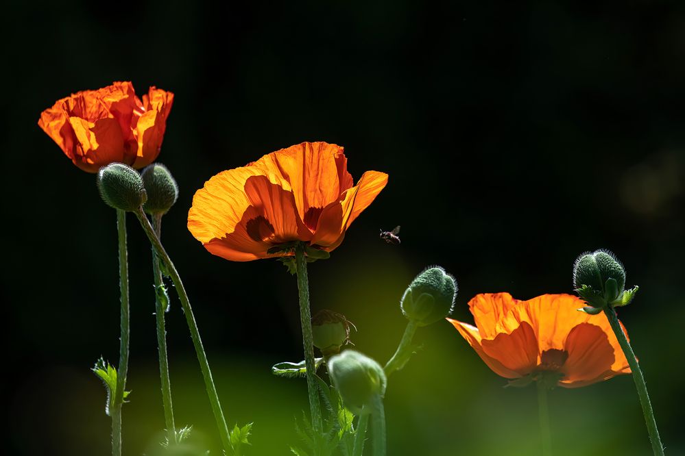 Photograph by Волынский Виктор