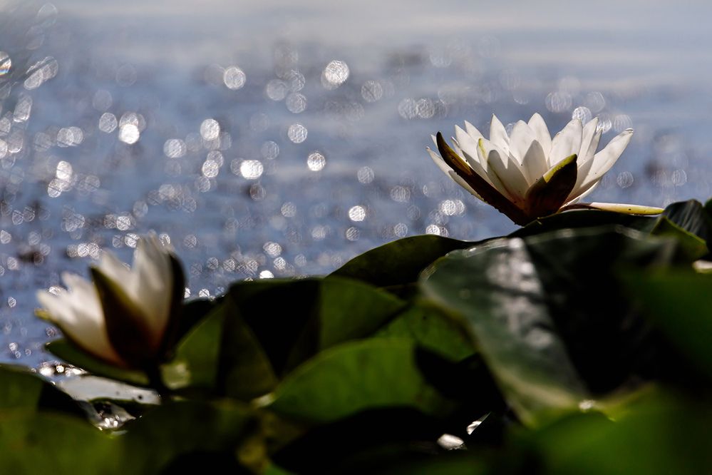 Photograph by Волынский Виктор