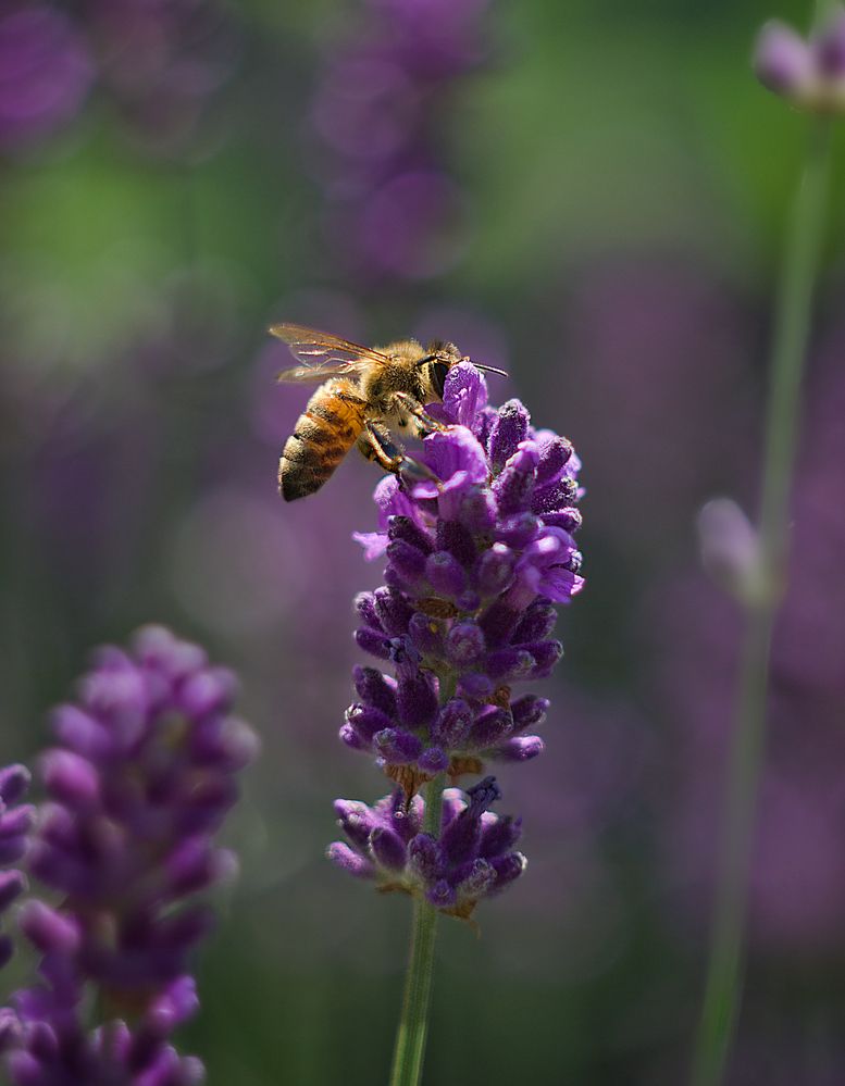 Photograph by Виктория Уварова