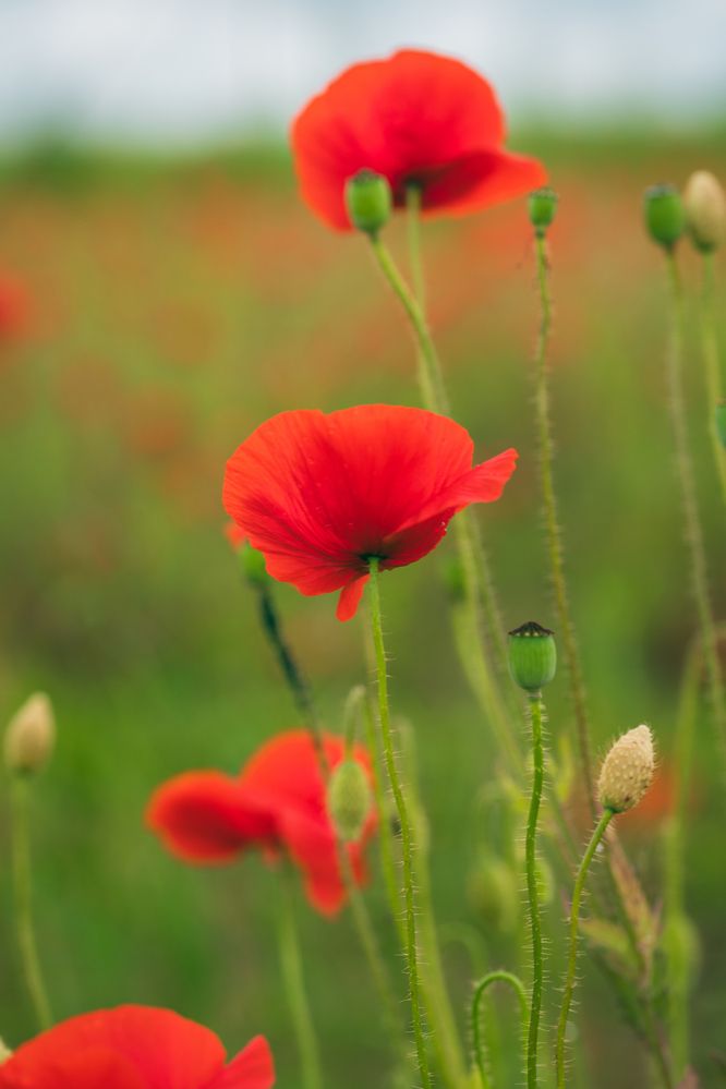 Photograph by Elena Tcykina