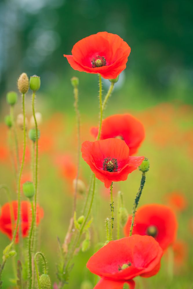 Photograph by Elena Tcykina
