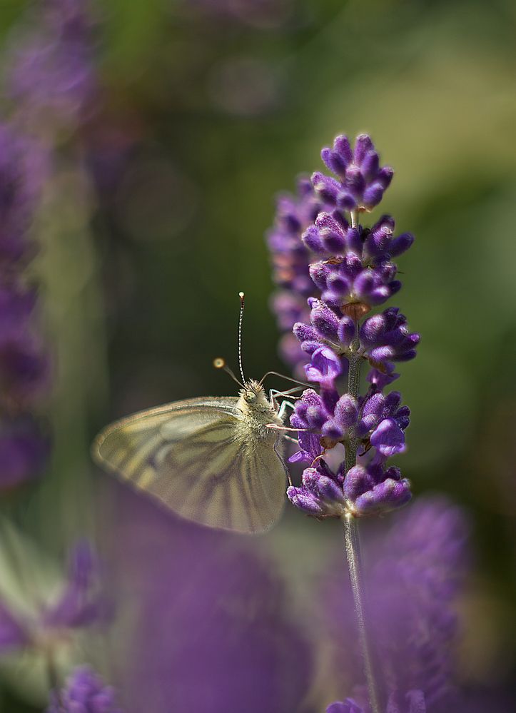 Photograph by Виктория Уварова