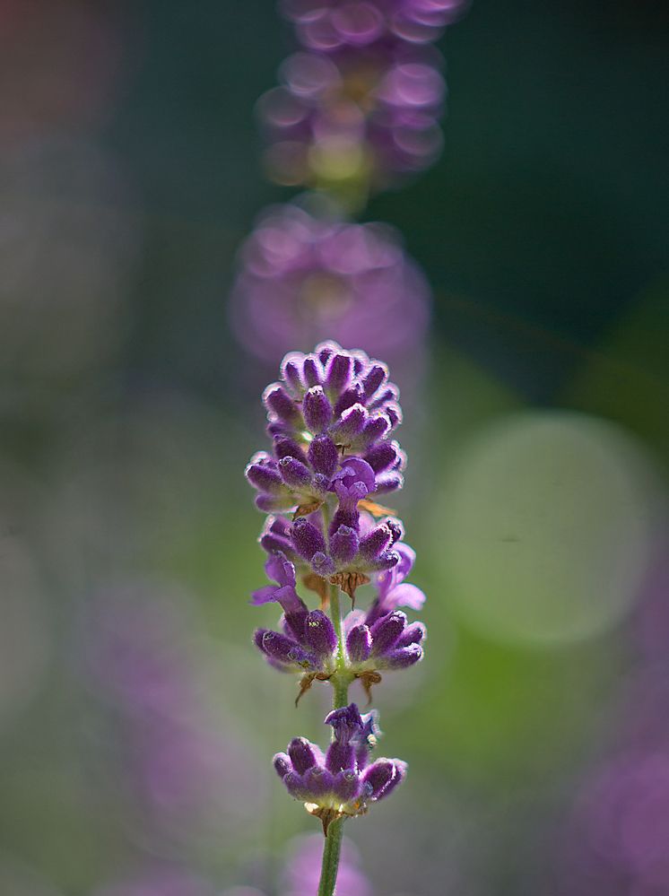 Photograph by Виктория Уварова
