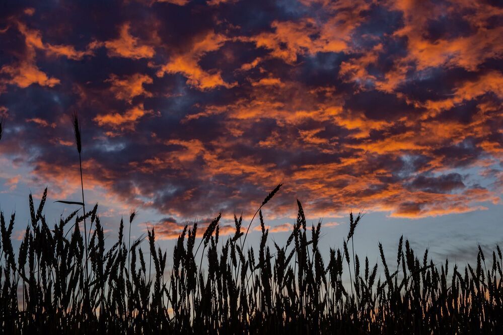 Вечерний полевой пейзаж