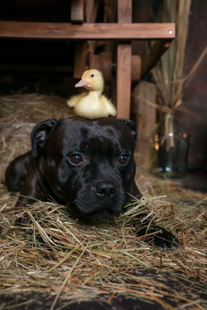 Photograph by Марина Суздаль