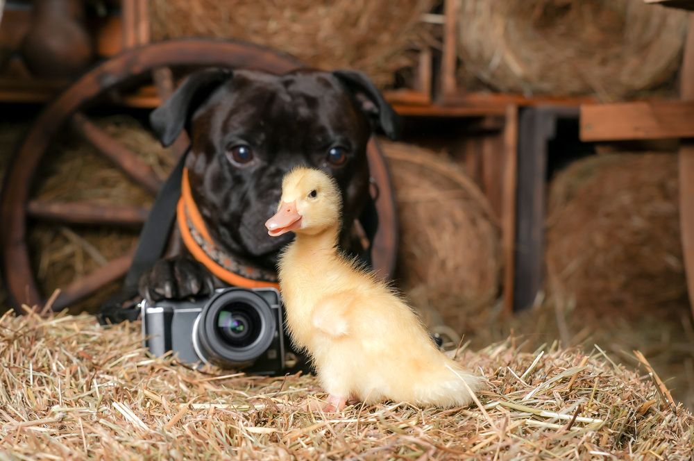 Photograph by Марина Суздаль