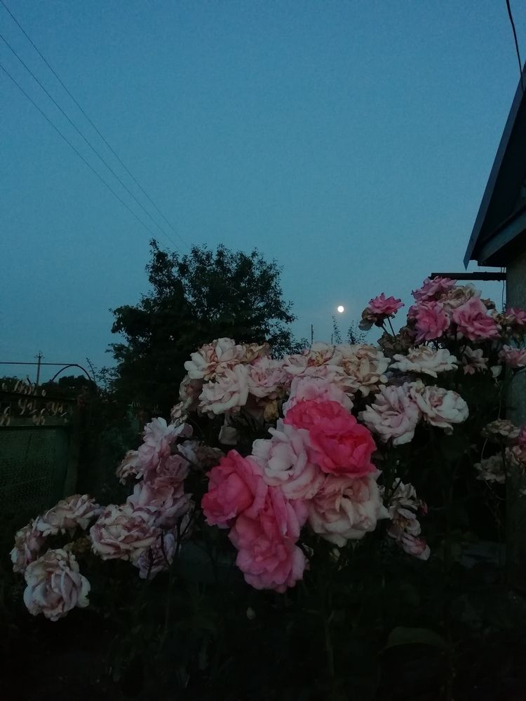 Photograph by Людмила
