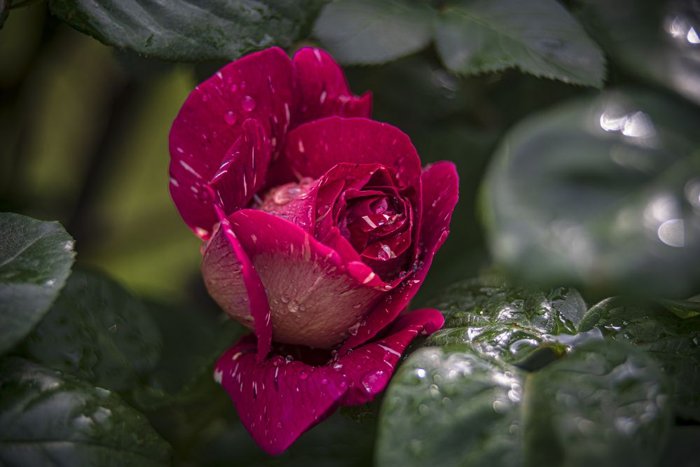 Photograph by Алексей Мякота