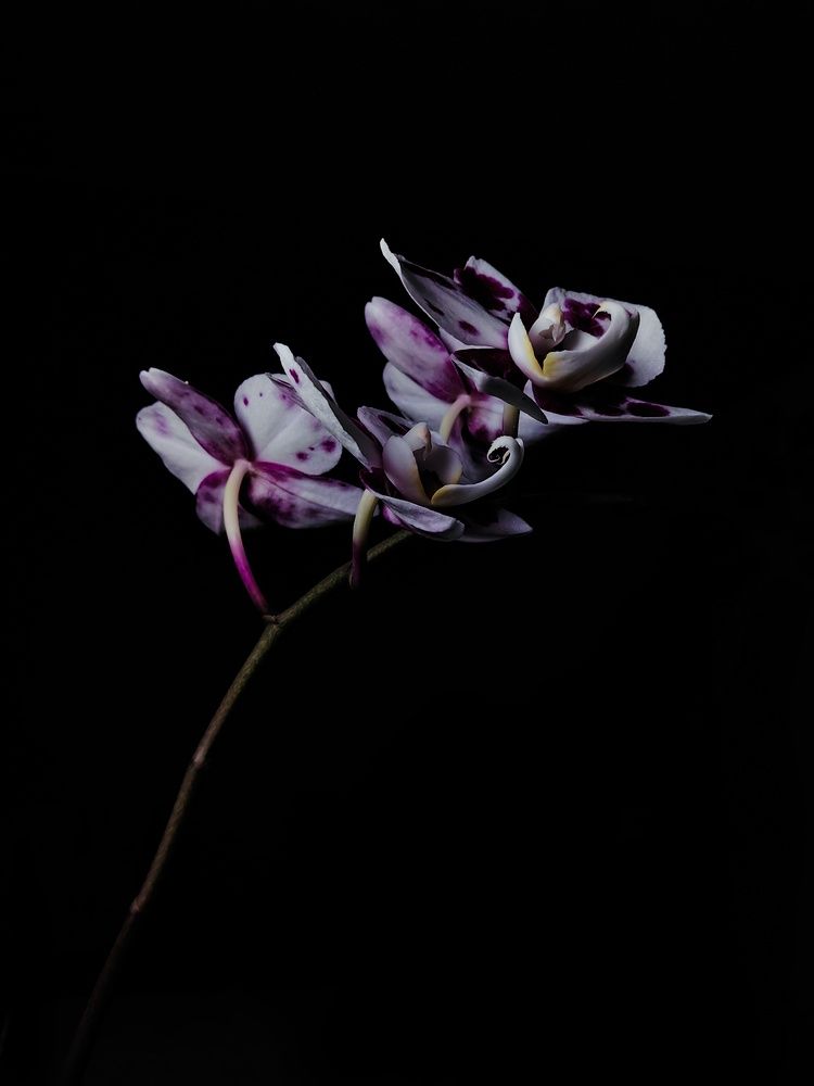 Фотография автора Ирина Петрукович