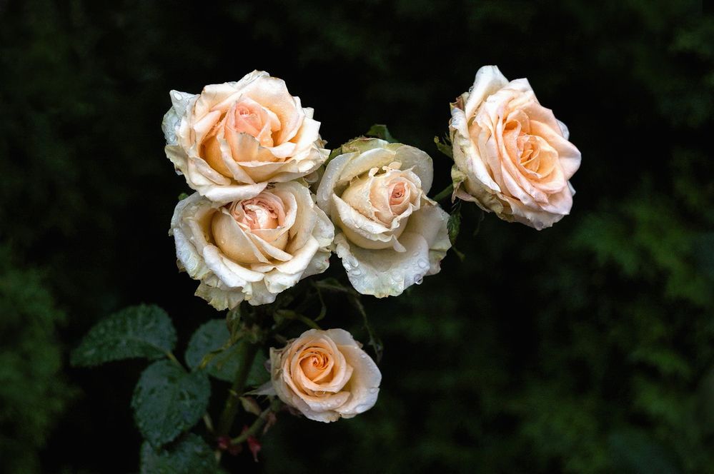 Фотография автора Е лена Е