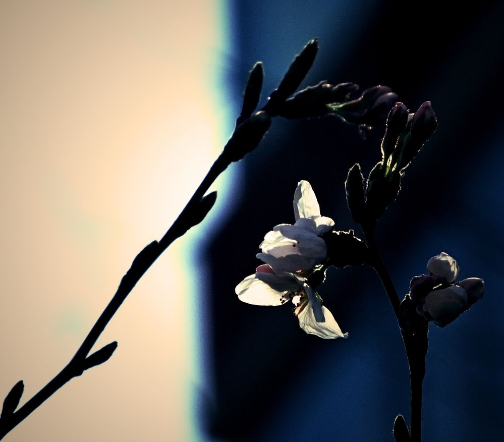 Photograph by Norayr Khazhakyan