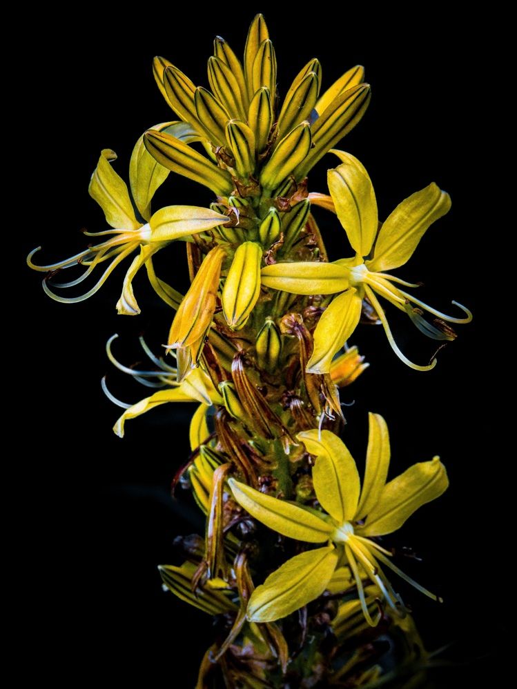 Фотография автора Еремеева Лада