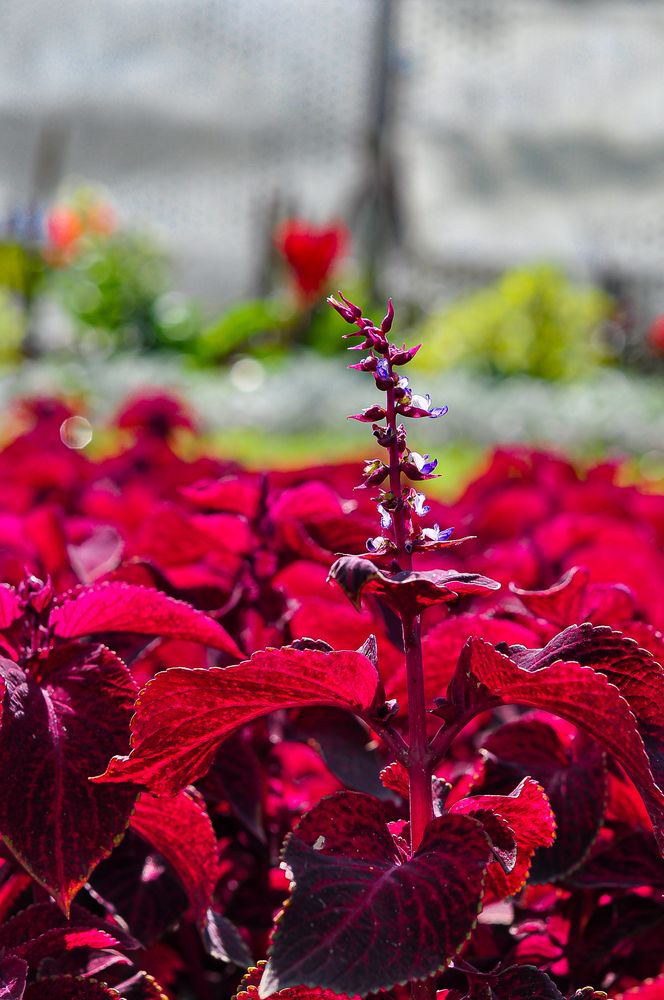 Фотография автора Елизавета Синицына