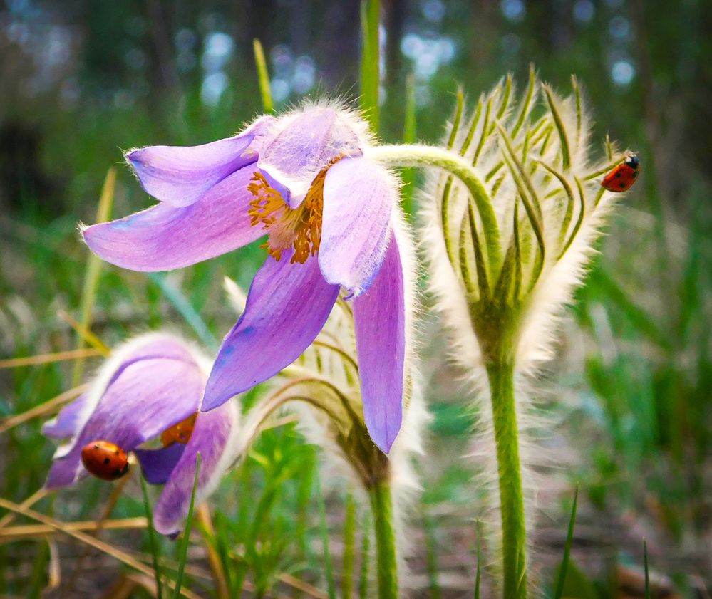 Photograph by Андрей Семенченко