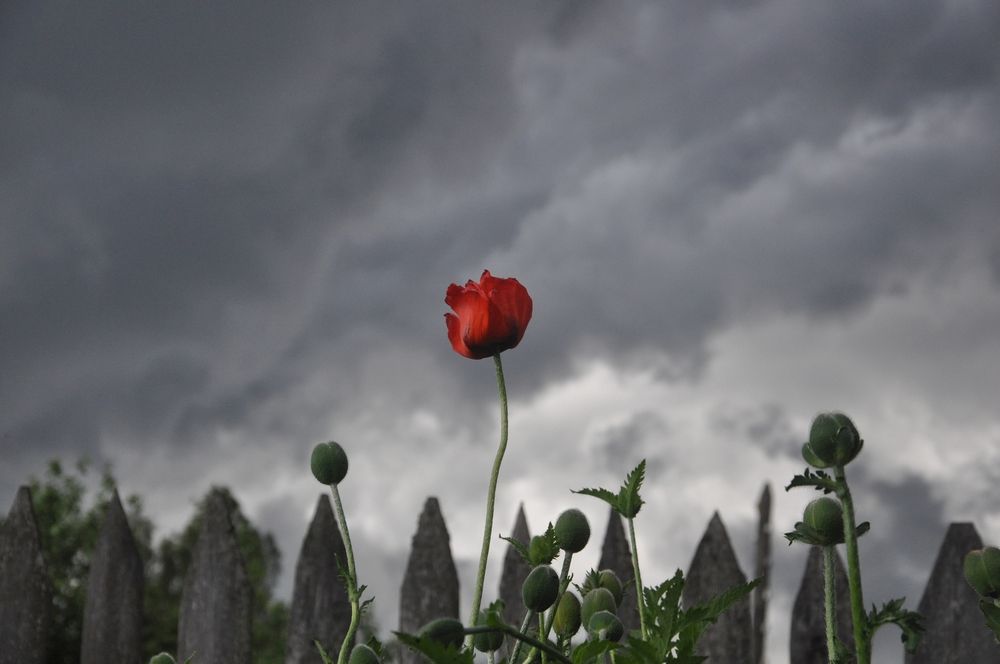 Photograph by Сергей Домбровский