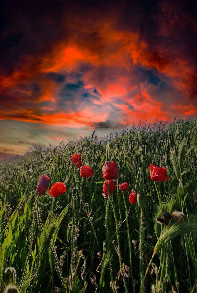 Photograph by Narcis Aurel Mursă