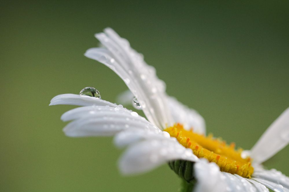 Photograph by Надежда Зайцева