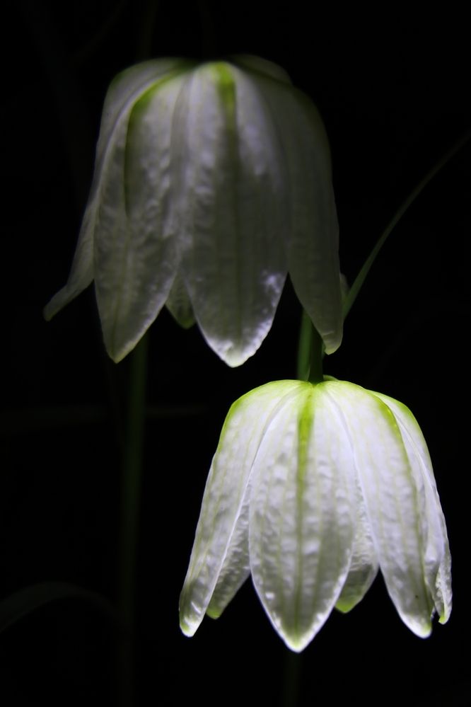 Колокольца