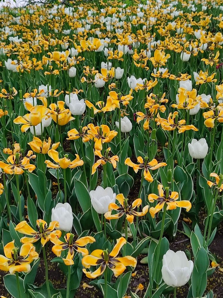 Фотография автора Татьяна Петренко