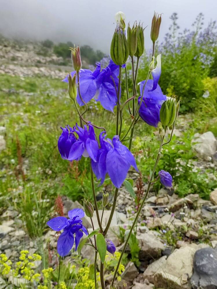 Дикий колокольчик-житель альпийских лугов