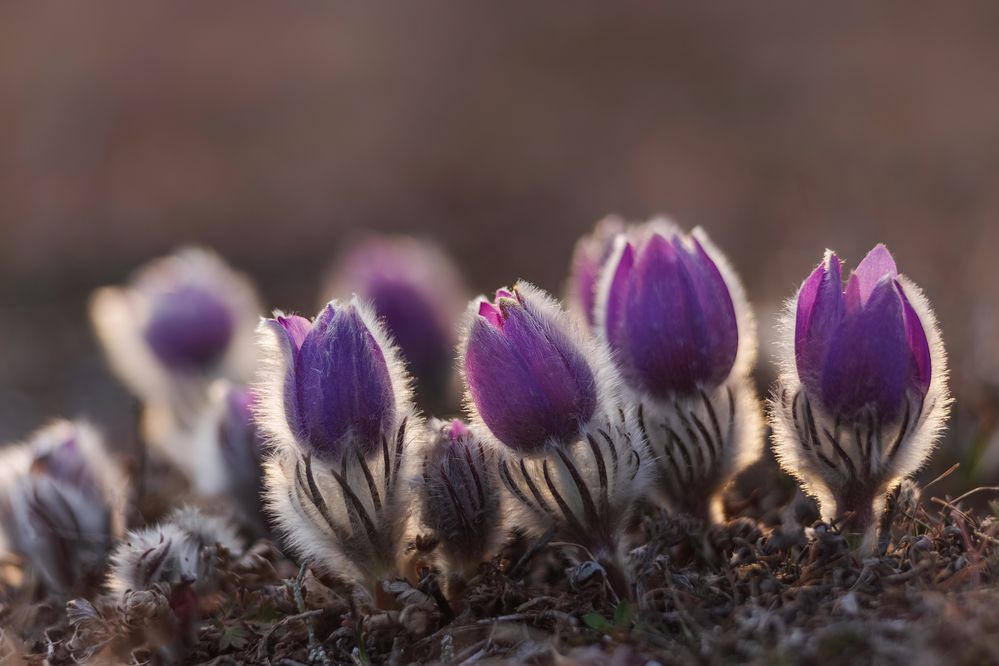 Photograph by Щепотина Татьяна