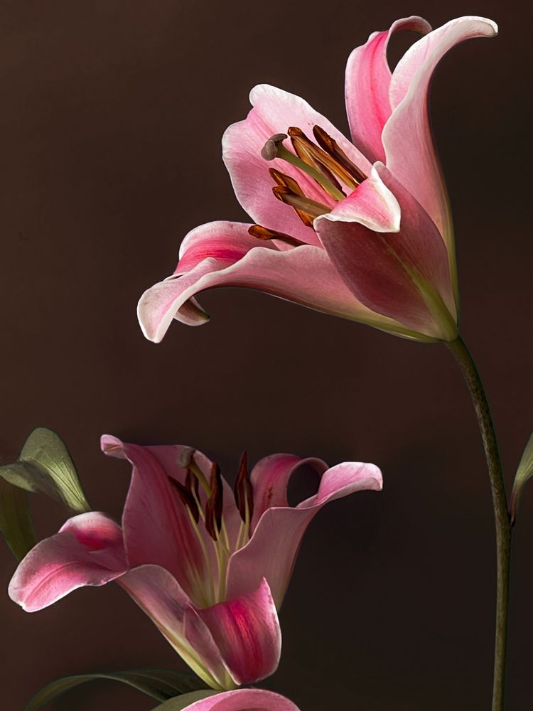 Photograph by Svetlana Garifullina