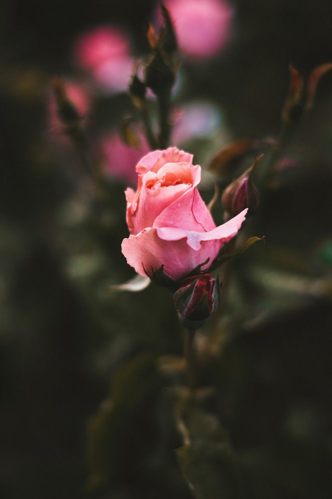 Photograph by Анна Котлярова