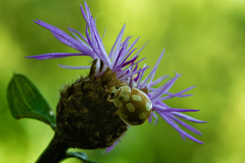 Photograph by Андрей Мичурин