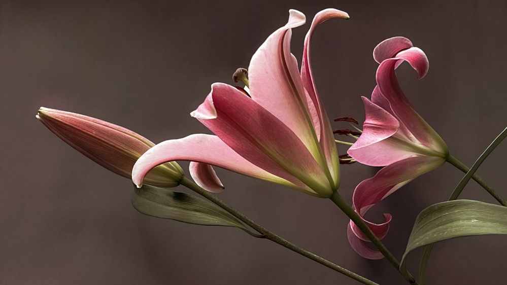 Photograph by Svetlana Garifullina