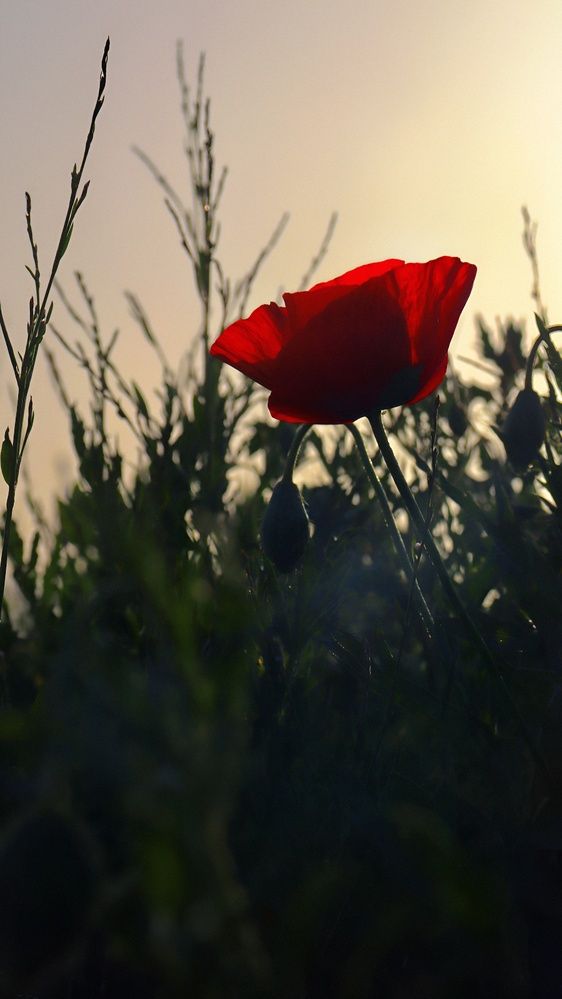 Photograph by Amir Hosein Shokrabadi