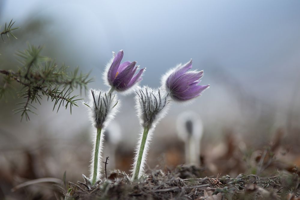 Photograph by Щепотина Татьяна