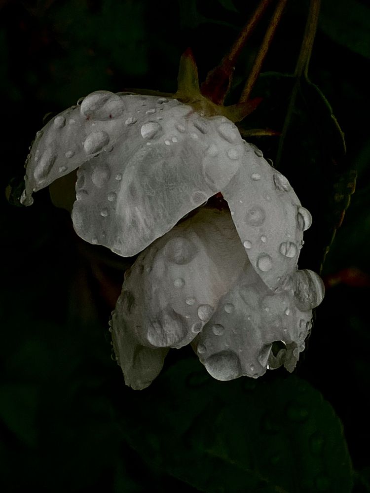 Photograph by Мария Карпычева