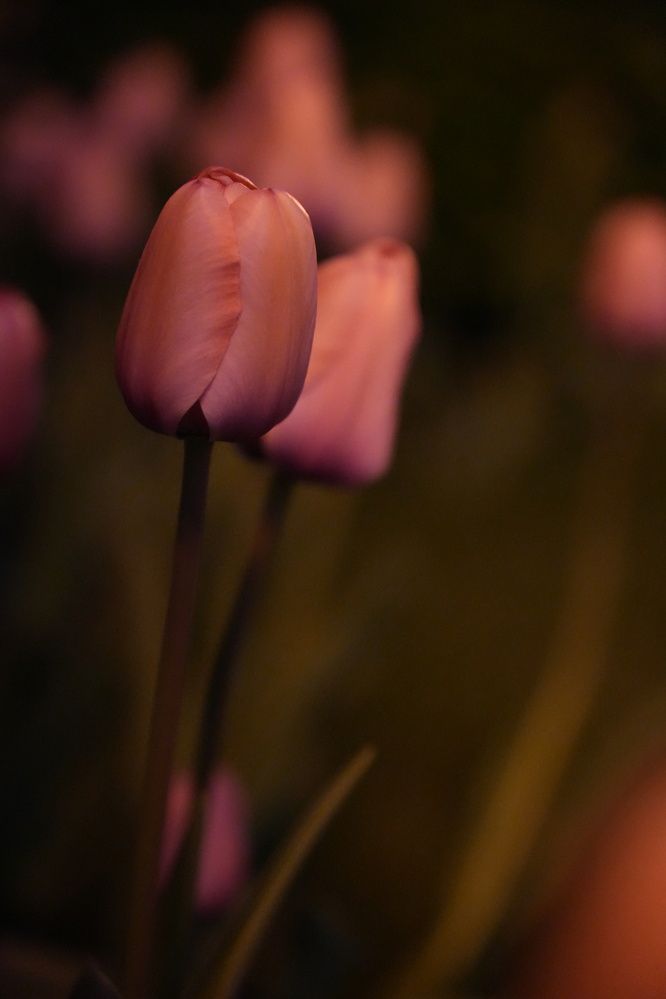 Photograph by Арина Арчакова