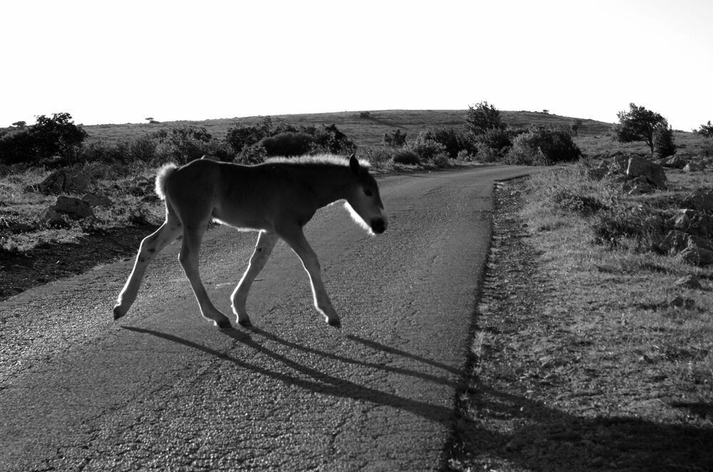 Фотография автора Damir Gržin