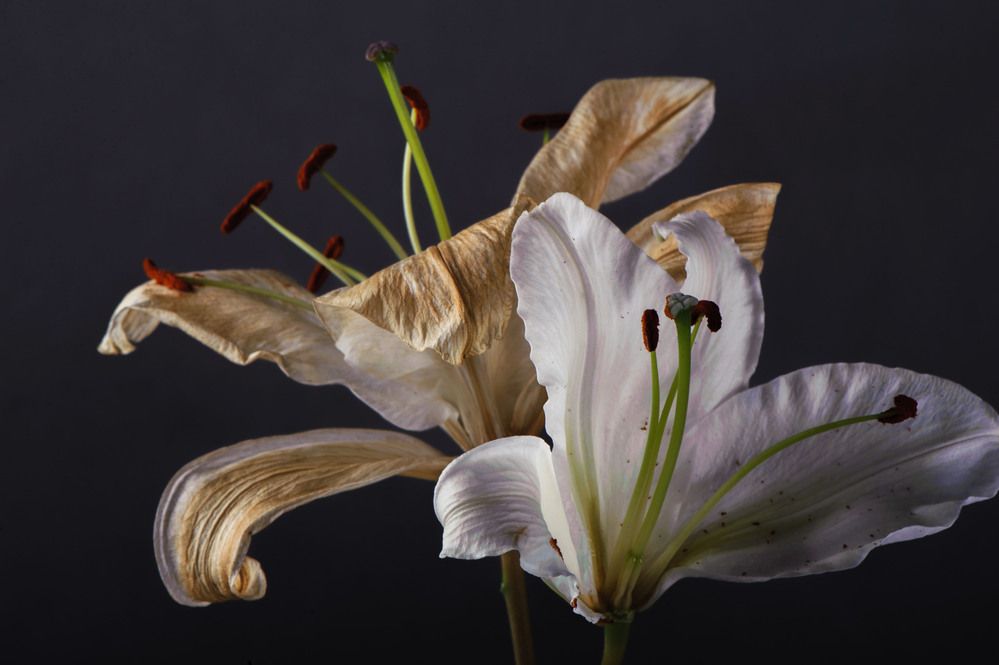 Photograph by Каревская Нелли