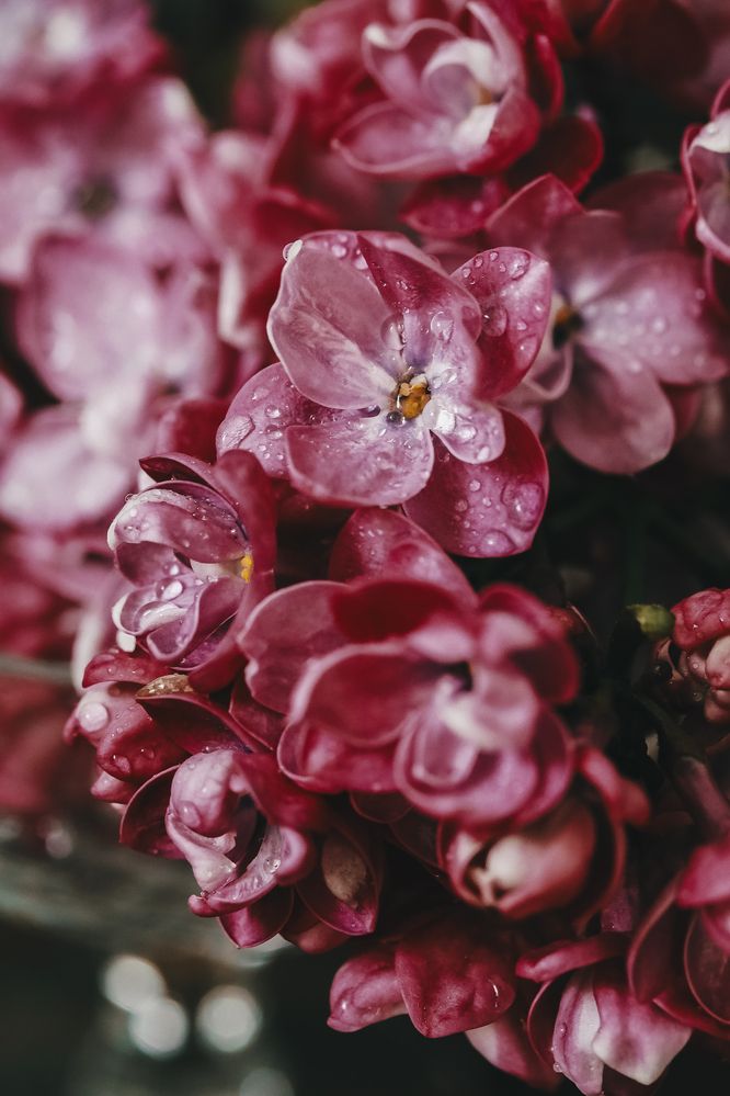 Photograph by Натали Тимари