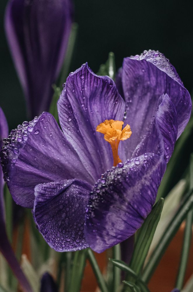 Photograph by Натали Тимари