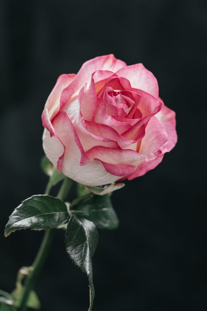 Photograph by Натали Тимари