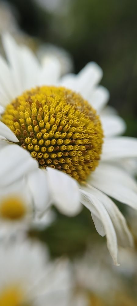 Photograph by Анастасия Семилетова