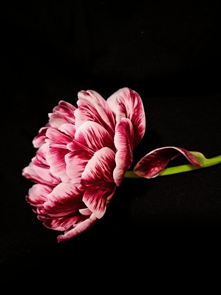 Photograph by Елена