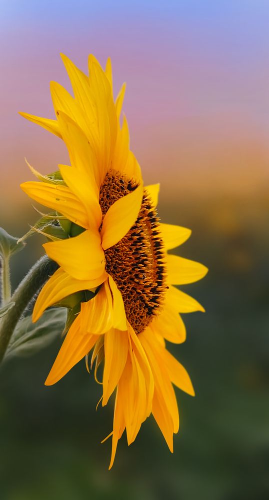 Photograph by Анастасия Семилетова