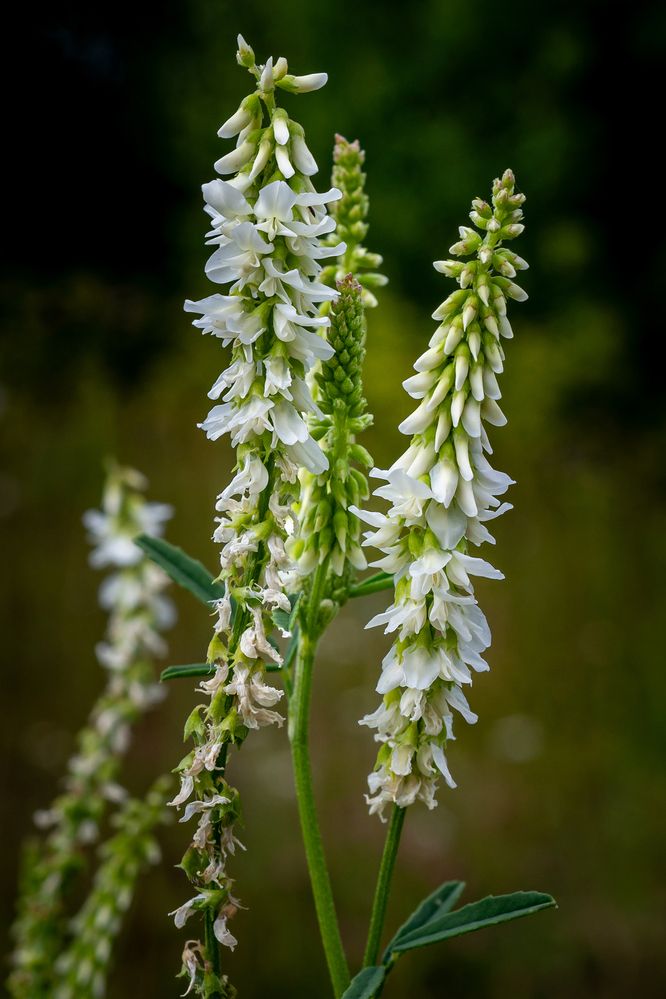 Photograph by Клейменов Алексей