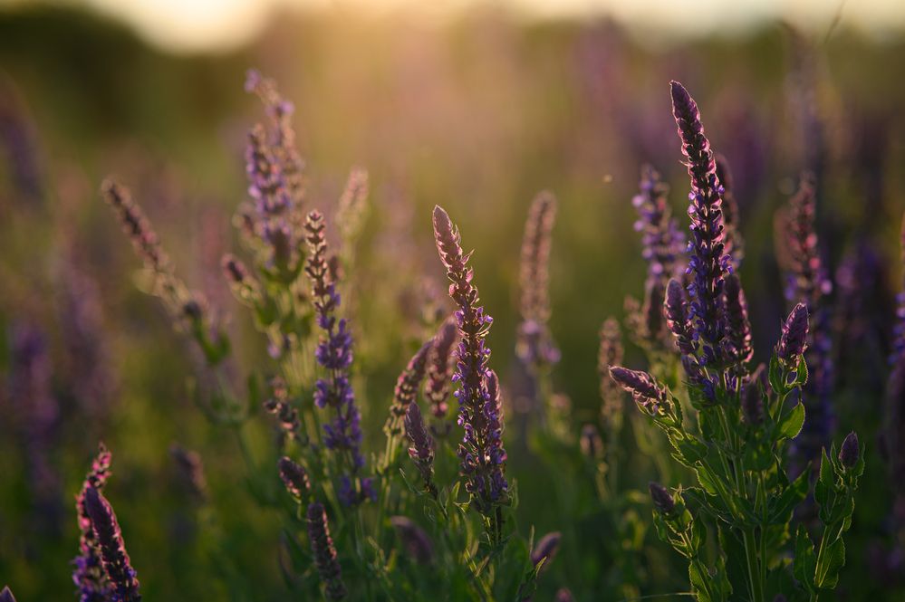 Photograph by Клейменов Алексей