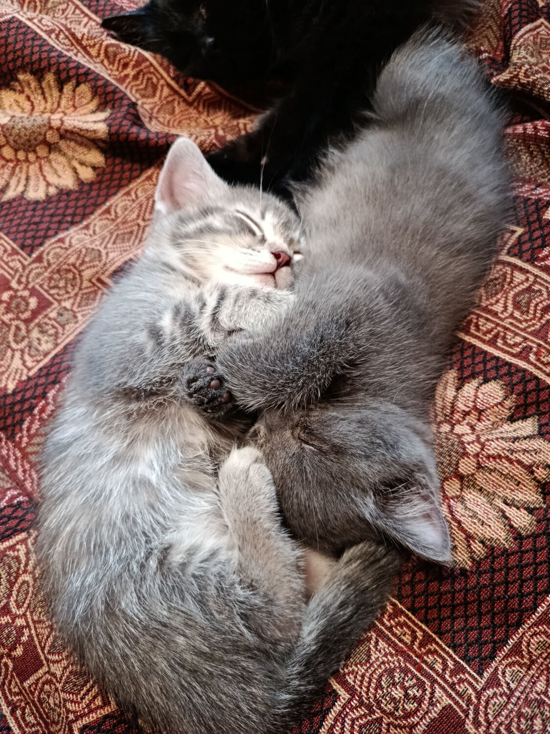 Photo #12505058
